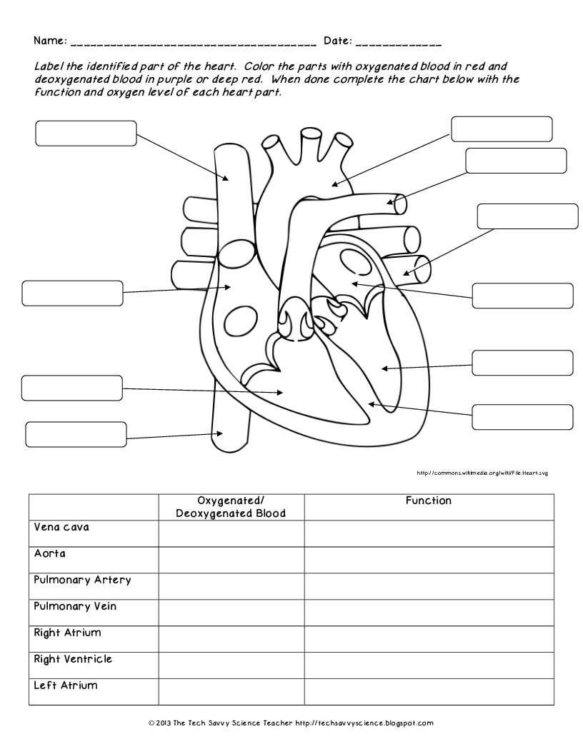10 Circulatory System Ideas Circulatory System Body Systems Human Anatomy And Physiology