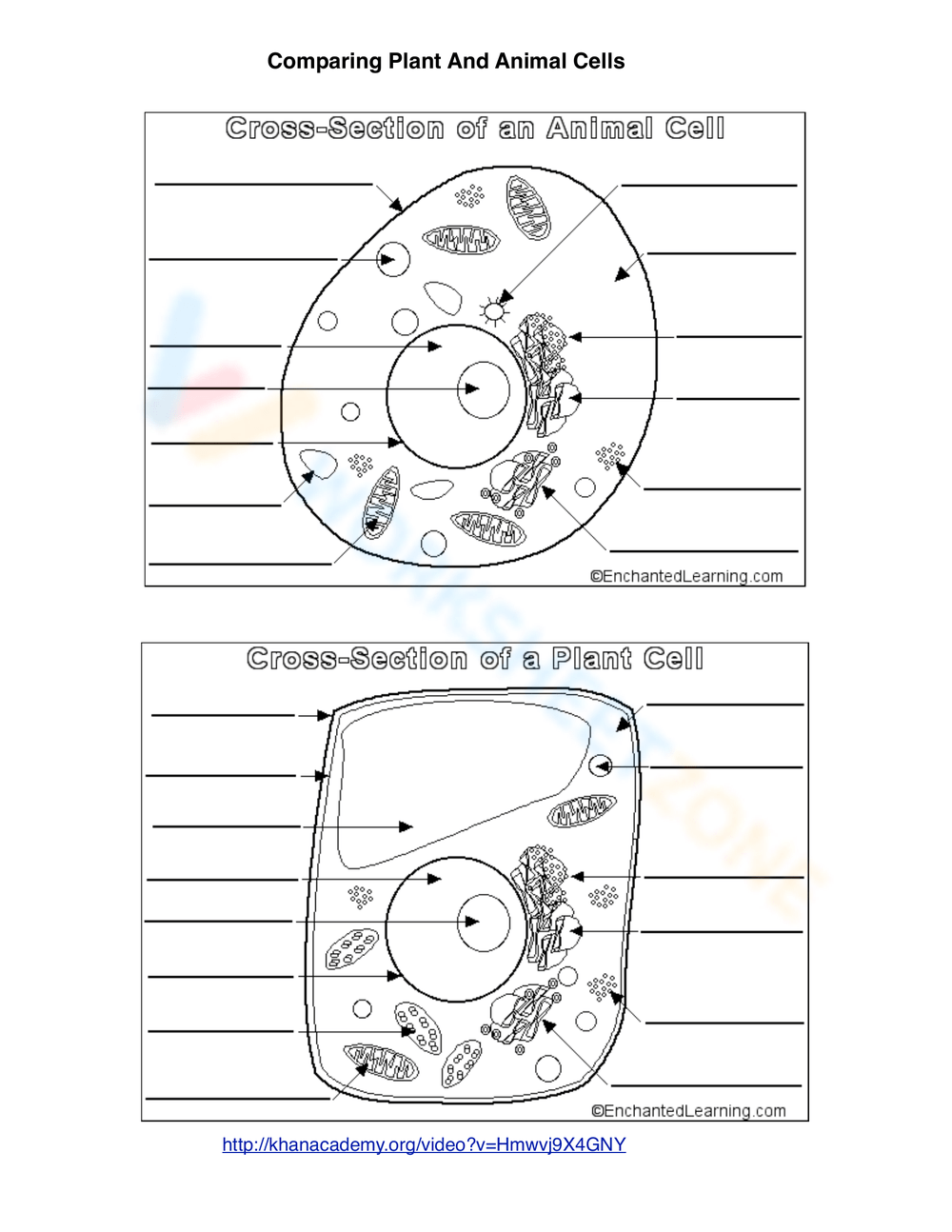 10th Grade Animal Cell Worksheets Printable Animal Plant Cell Structure Worksheet Labeling Diagram Printable Etsy