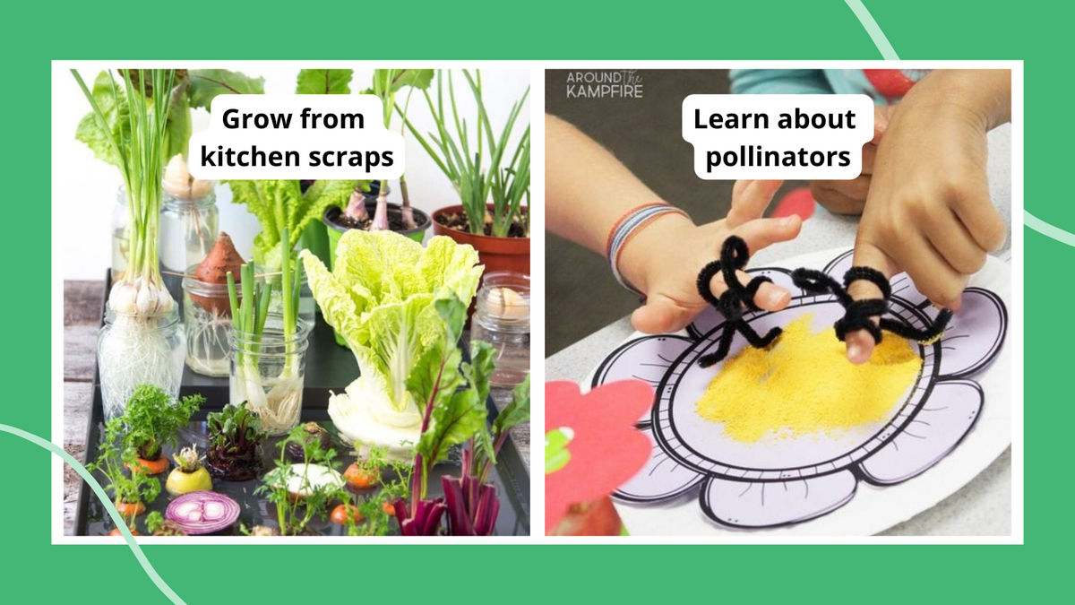 33 Plant Life Cycle Activities Free And Creative Teaching Ideas 33 Plant Life Cycle Activities Free And Creative Teaching Ideas