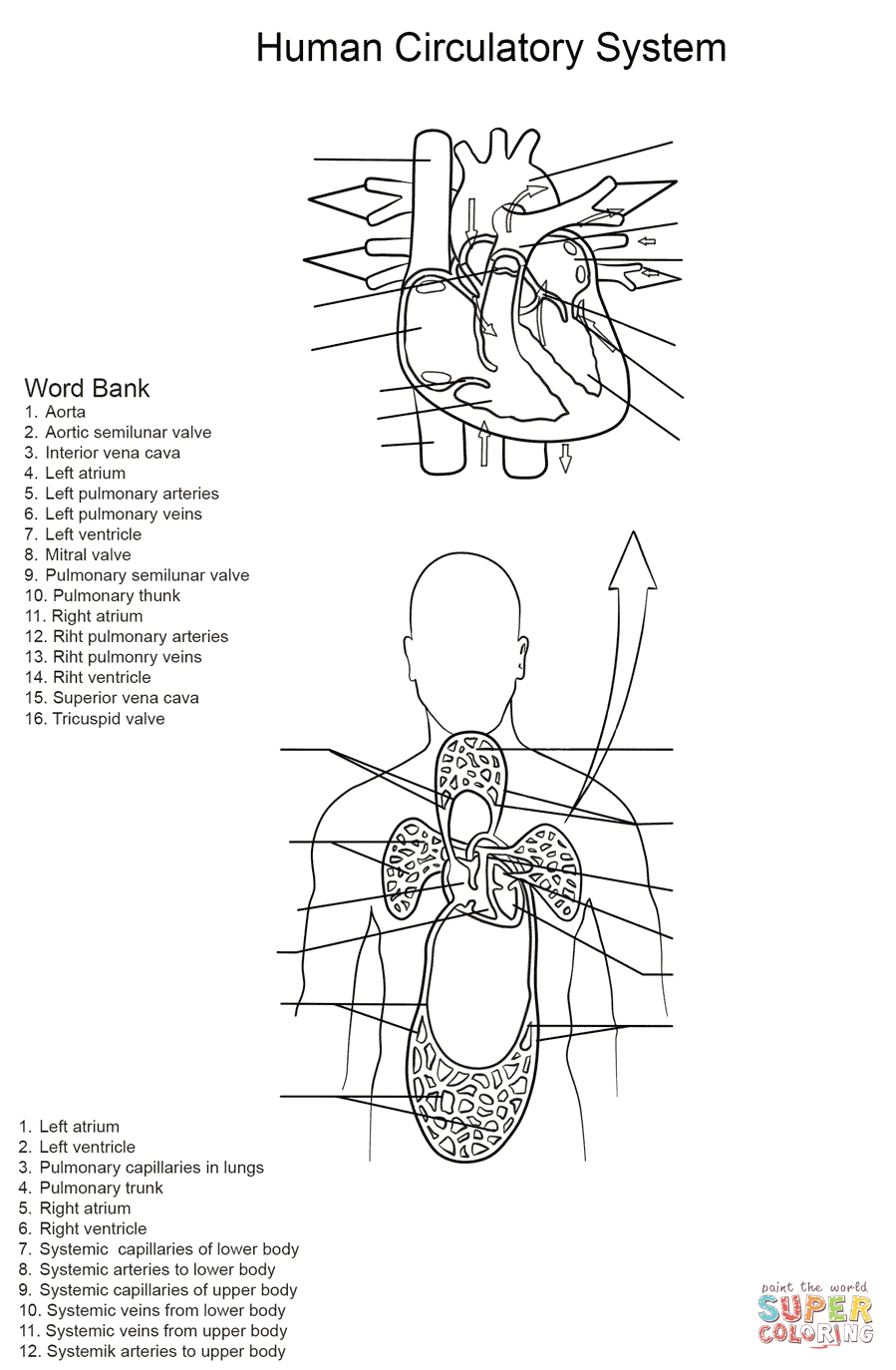 4 Printable Activities About Cardiovascular System For Kids And Adults