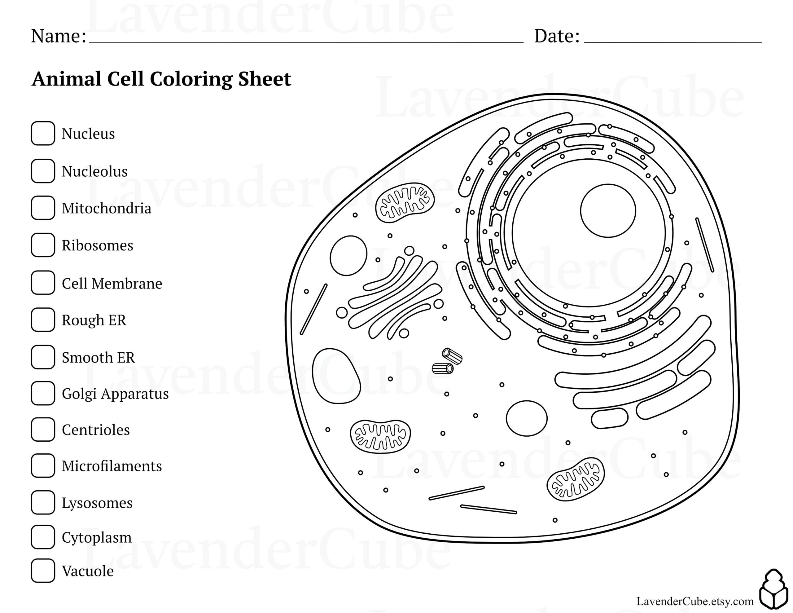 Animal And Plant Cell Coloring Worksheets Digital Download 300 DPI Png Etsy Animal And Plant Cell Coloring Worksheets Digital Download 300 DPI Png Etsy