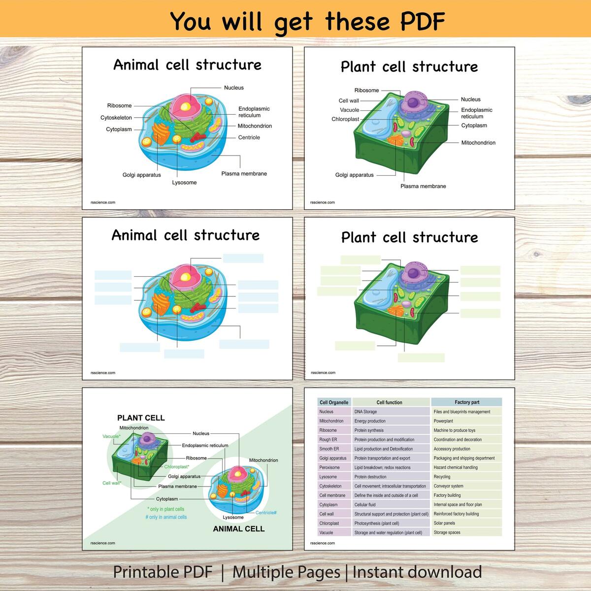 Animal And Plant Cell Coloring Worksheets Digital Download 300 DPI Png Etsy