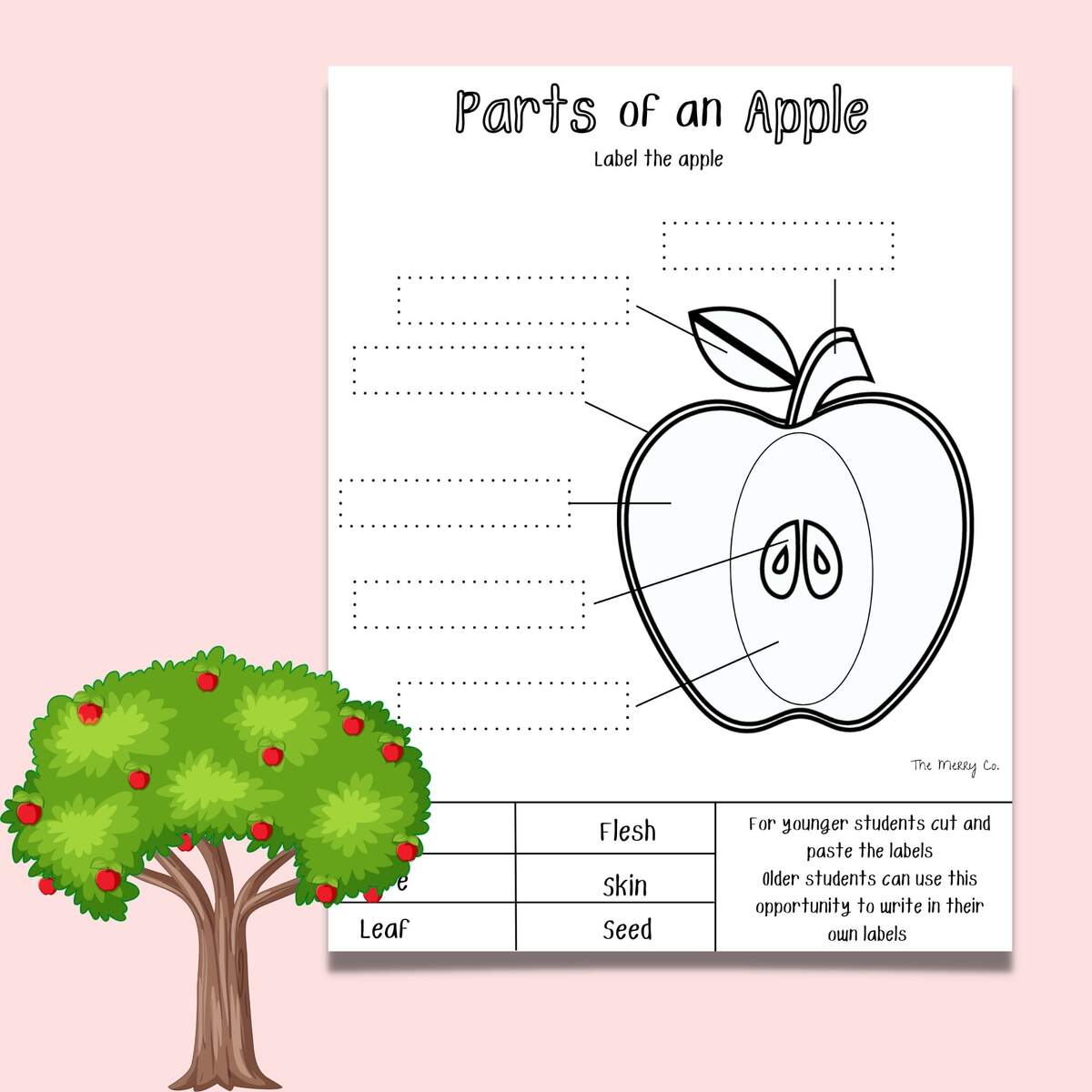 Apple Life Cycle Worksheets Mamas Learning Corner