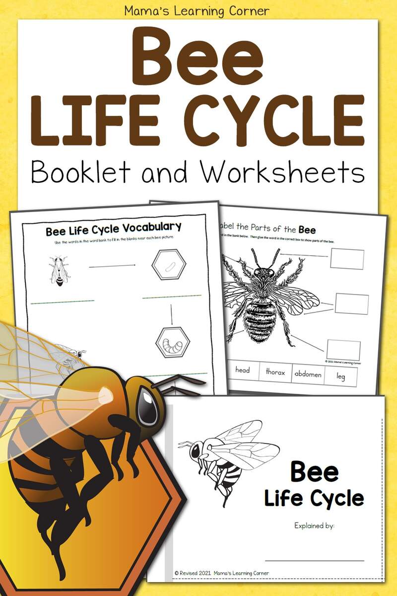 Bee Life Cycle Worksheets Mamas Learning Corner Bee Life Cycle Worksheets Mamas Learning Corner