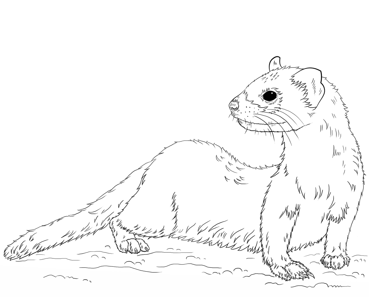 How To Draw Worksheets For The Young Artist Printable How To Draw A Ferret Worksheet