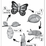 Butterfly Life Cycle Free Worksheet SKOOLGO