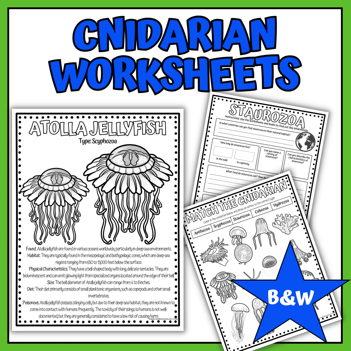 Cnidarians Jellyfish Worksheets Cnidarians Jellyfish Worksheets
