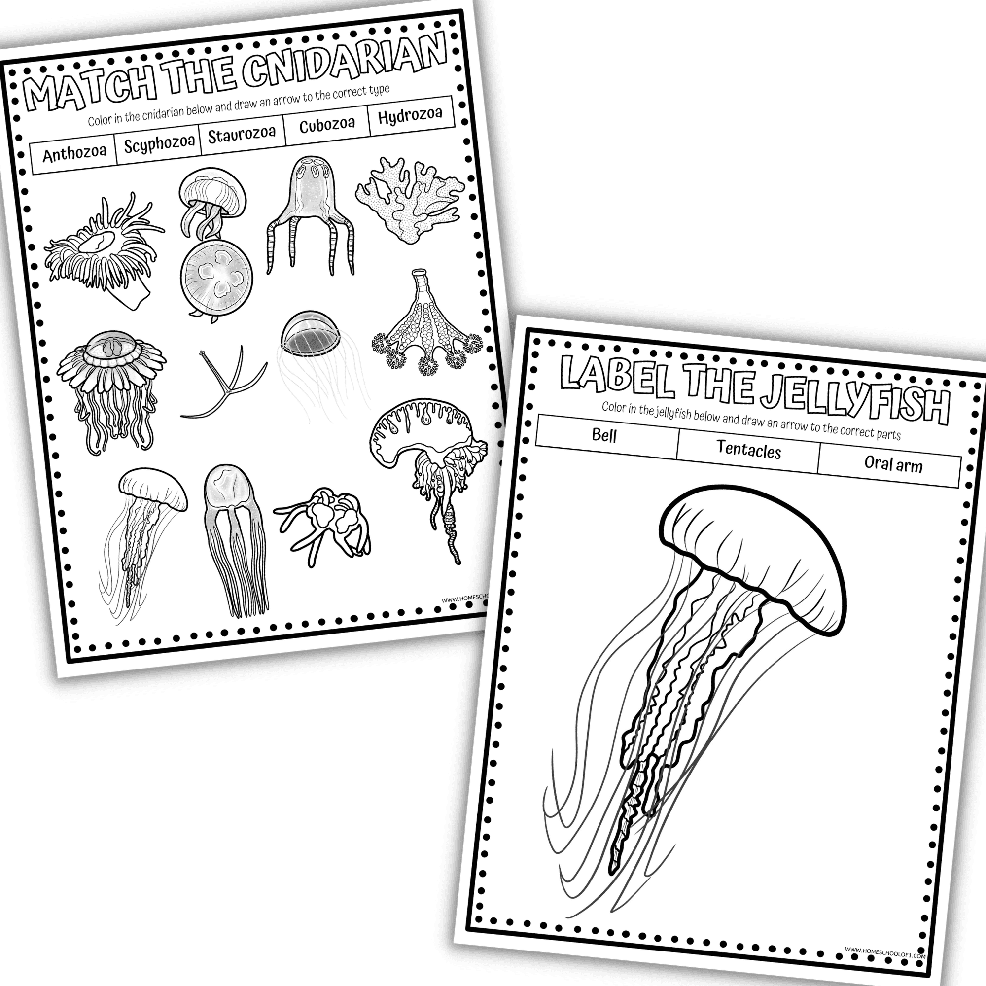 Cnidarians Jellyfish Worksheets