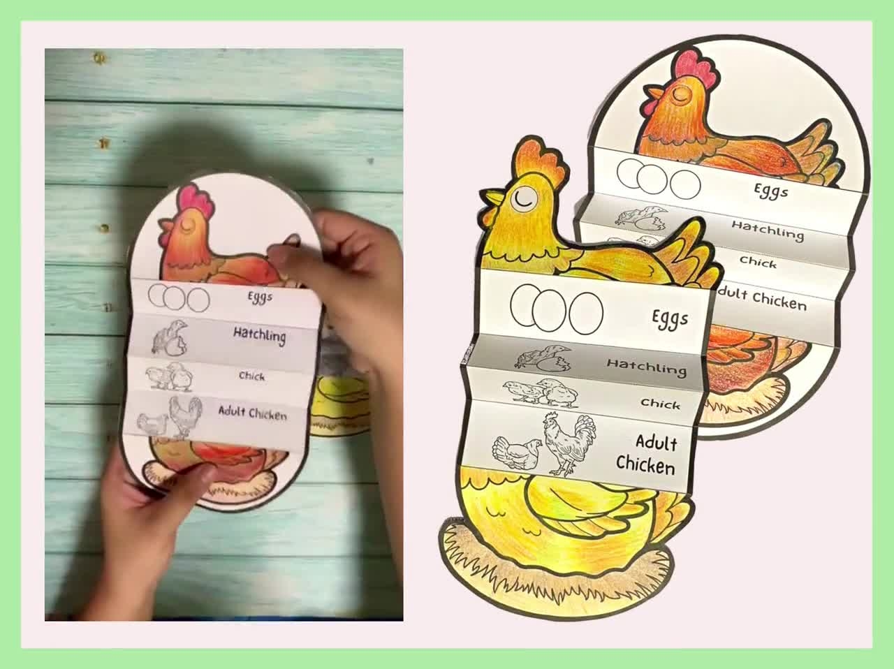 Foldable Chicken Life Cycle Learning Activity For Kids A4 And 11x8 5 Inch Digital Download Montessori Learning Etsy Foldable Chicken Life Cycle Learning Activity For Kids A4 And 11x8 5 Inch Digital Download Montessori Learning Etsy