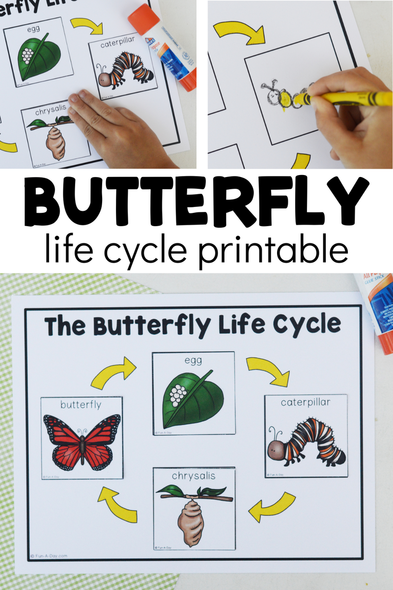Life Cycle Of A Butterfly Cut And Paste Activity Printable Butterfly Life Cycle Coloring Page Life Cycle Of A Butterfly Coloring Pages Etsy