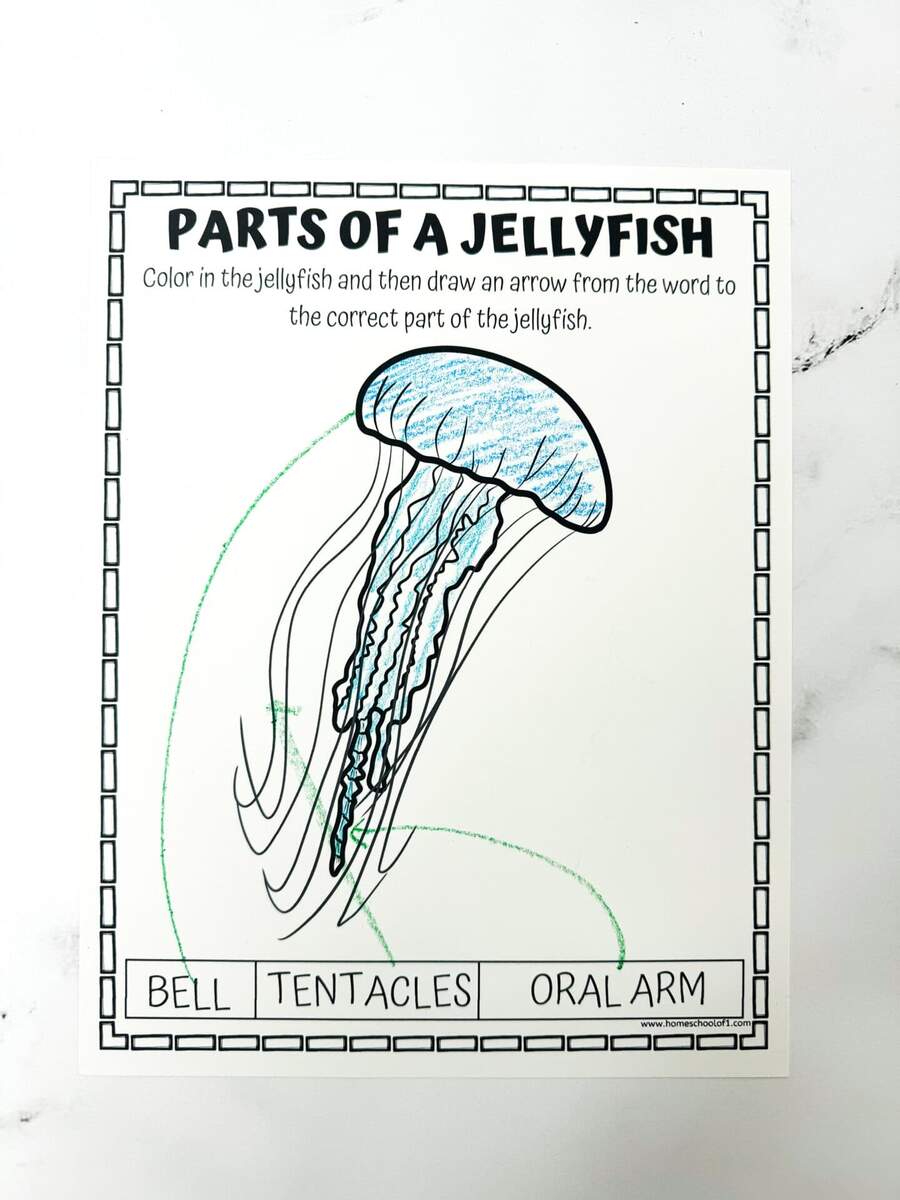 Free Parts Of A Jellyfish Worksheet Free Parts Of A Jellyfish Worksheet