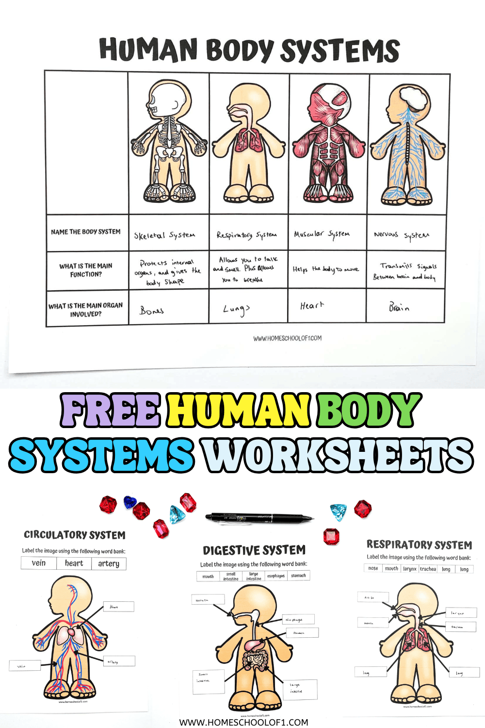 Free Printable Human Body Systems Worksheets For Kids Free Human Anatomy Printable Pack Homeschool Compass