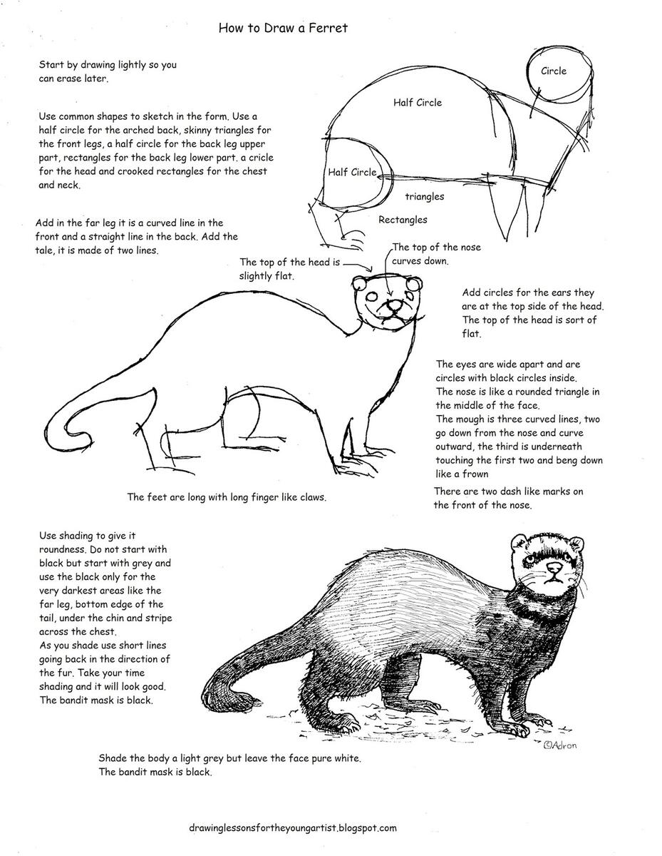 How To Draw Worksheets For The Young Artist Printable How To Draw A Ferret Worksheet
