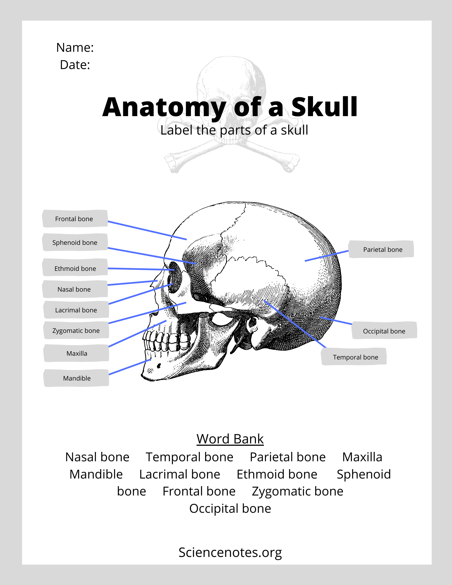 Human Anatomy Worksheets And Study Guides Human Anatomy Worksheets And Study Guides
