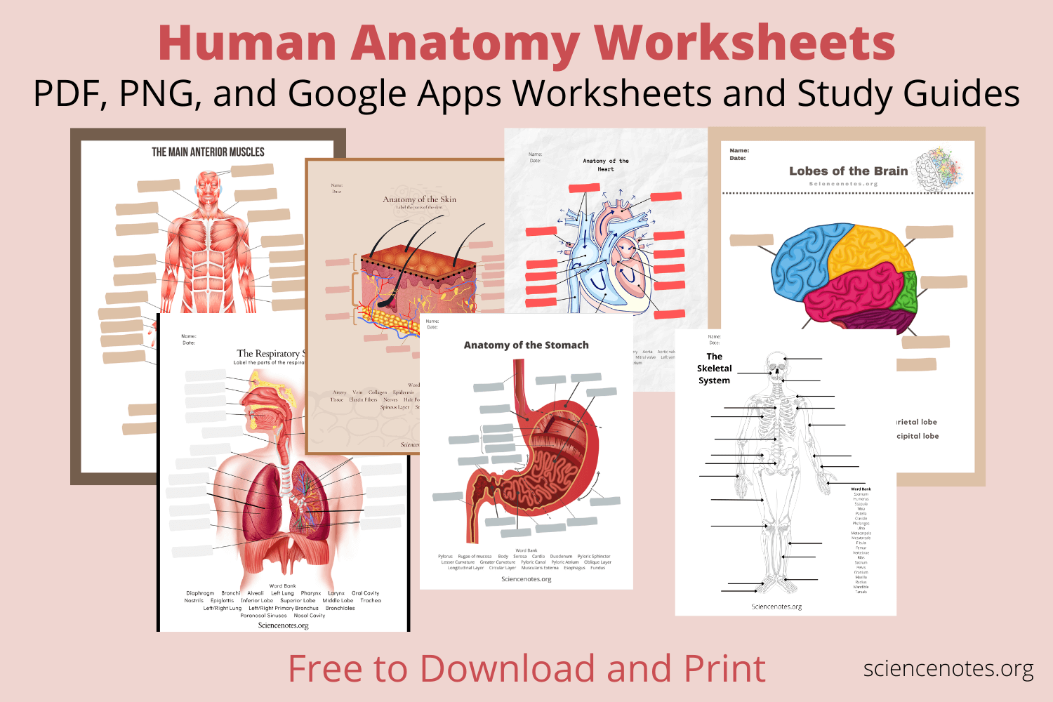 Human Anatomy Worksheets And Study Guides Human Organs Worksheets Printable Anatomy Activities For Kids