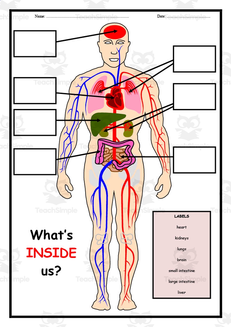 Human Body Label Worksheet By Teach Simple Human Body Label Worksheet By Teach Simple
