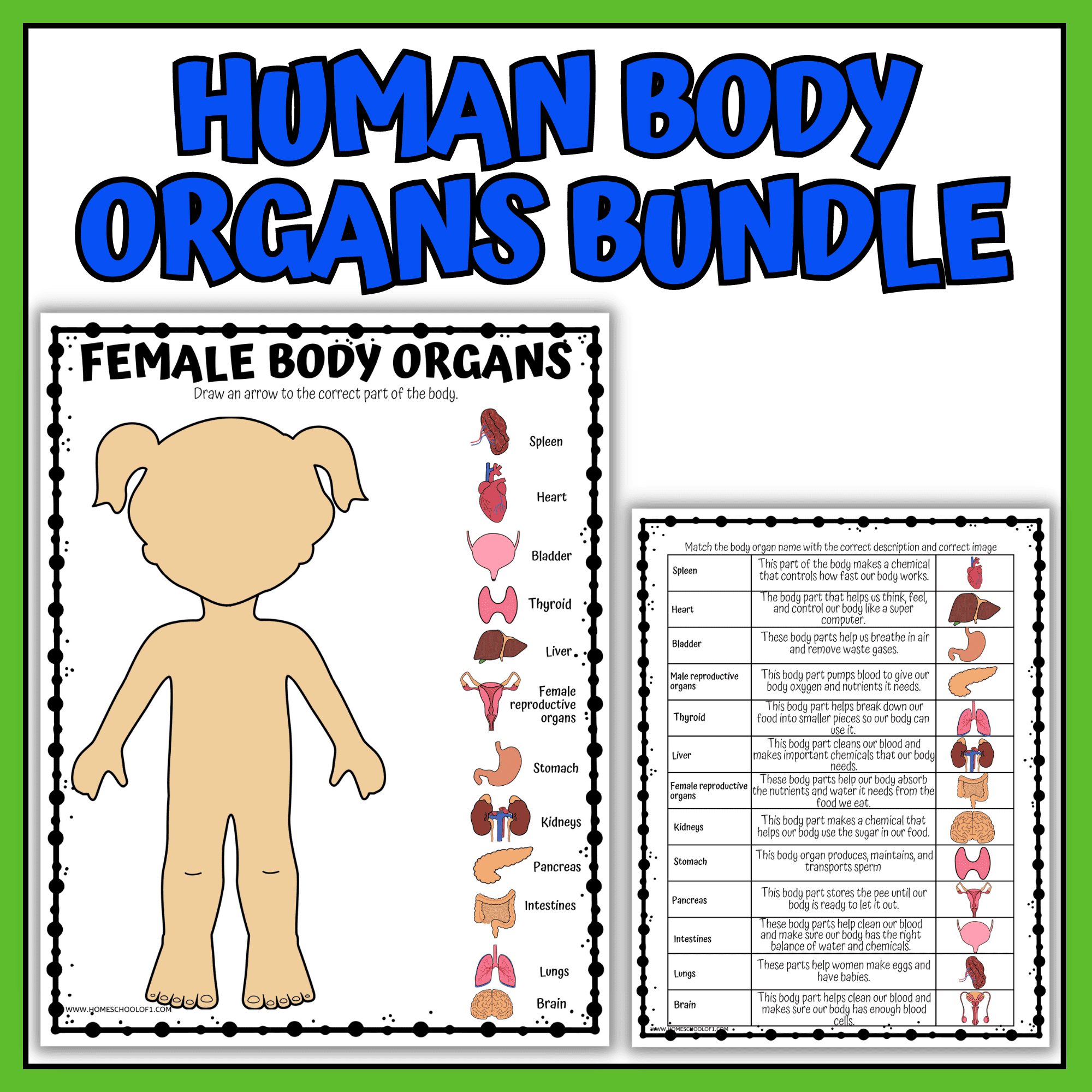 Human Organs Worksheets Printable Anatomy Activities For Kids Human Organs Worksheets Printable Anatomy Activities For Kids