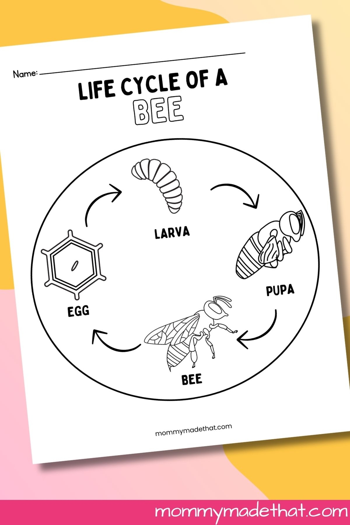 Life Cycle Of A Bee Worksheets Free Printables Life Cycle Of A Bee Worksheets Free Printables