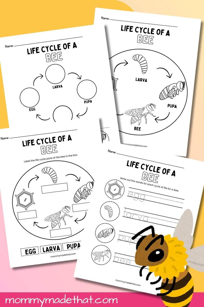 Life Cycle Of A Bee Worksheets Free Printables Bee Life Cycle Worksheets Mamas Learning Corner