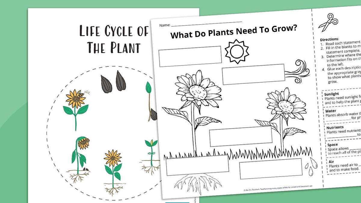 Jumbled Plant Words Worksheet For Grade 3 Kidpid