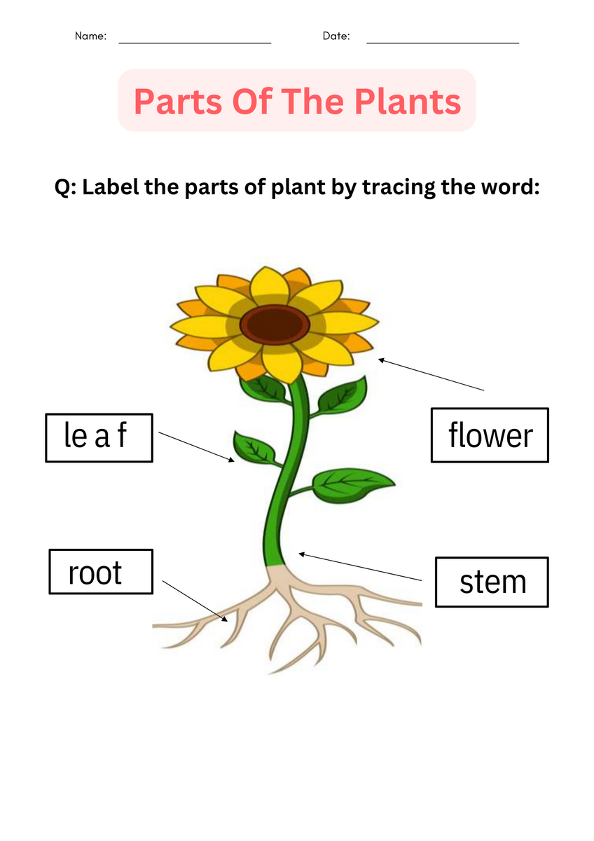 Parts Of A Plant Free Printable Simply Kinder