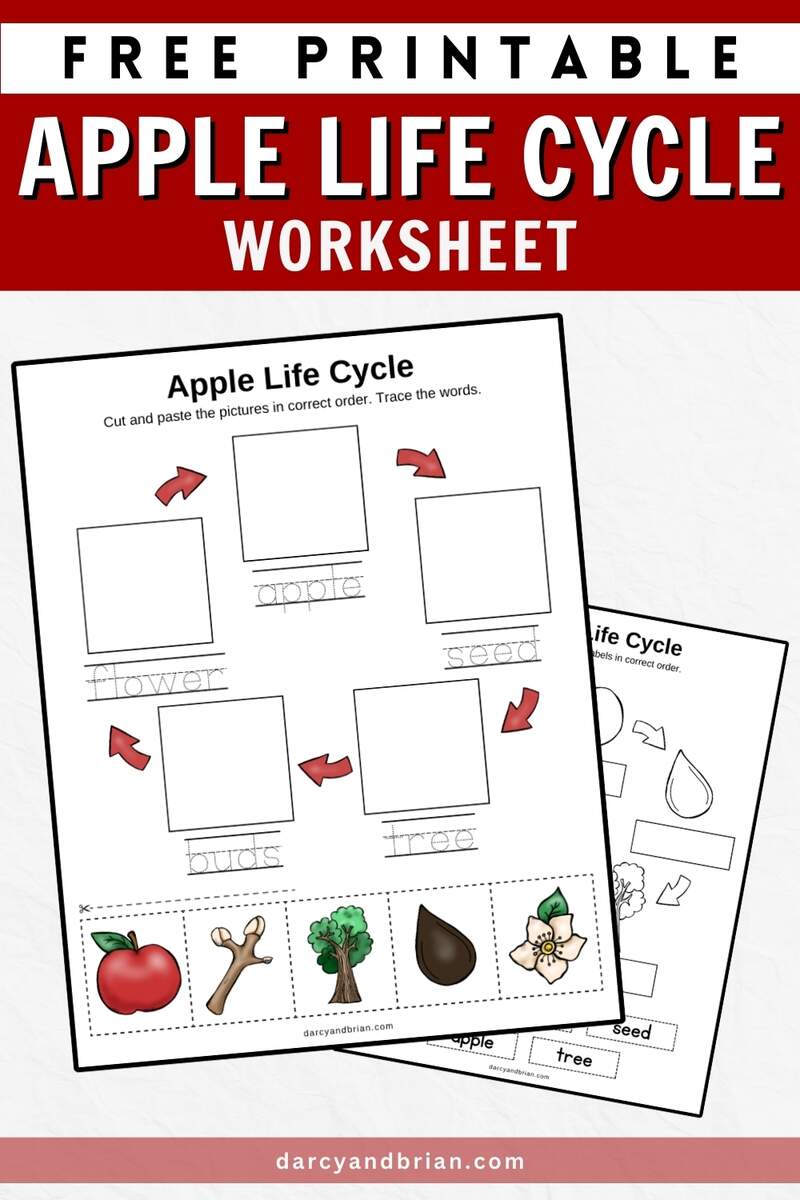 Printable Life Cycle Of An Apple Worksheet