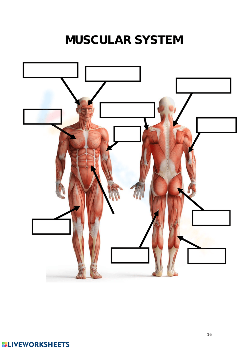 Printable Muscular System Worksheets Printable Muscular System Worksheets