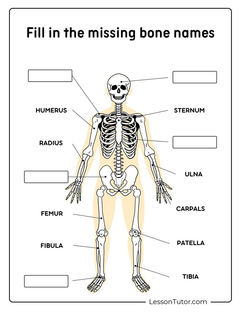 Skeleton System Worksheets Free Coloring Pages PDF Printables And Worksheets Lesson Tutor Skeletal System Worksheet Anatomy Bone Functions