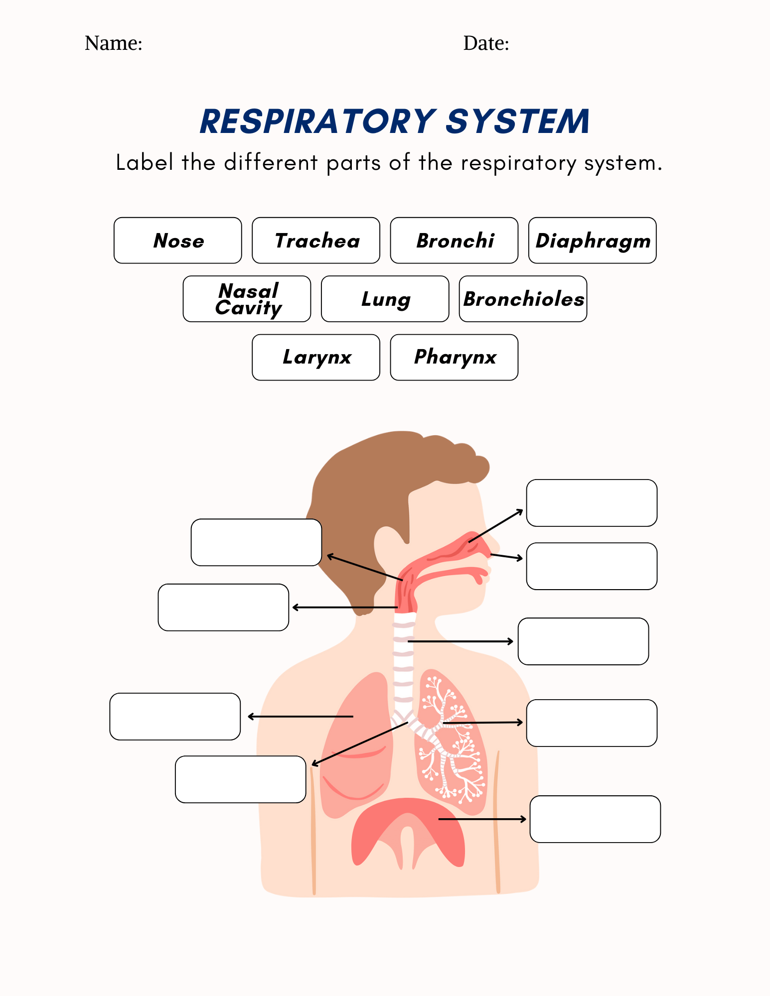 Respiratory System Worksheets Free Coloring Pages PDF Printables And Worksheets Lesson Tutor