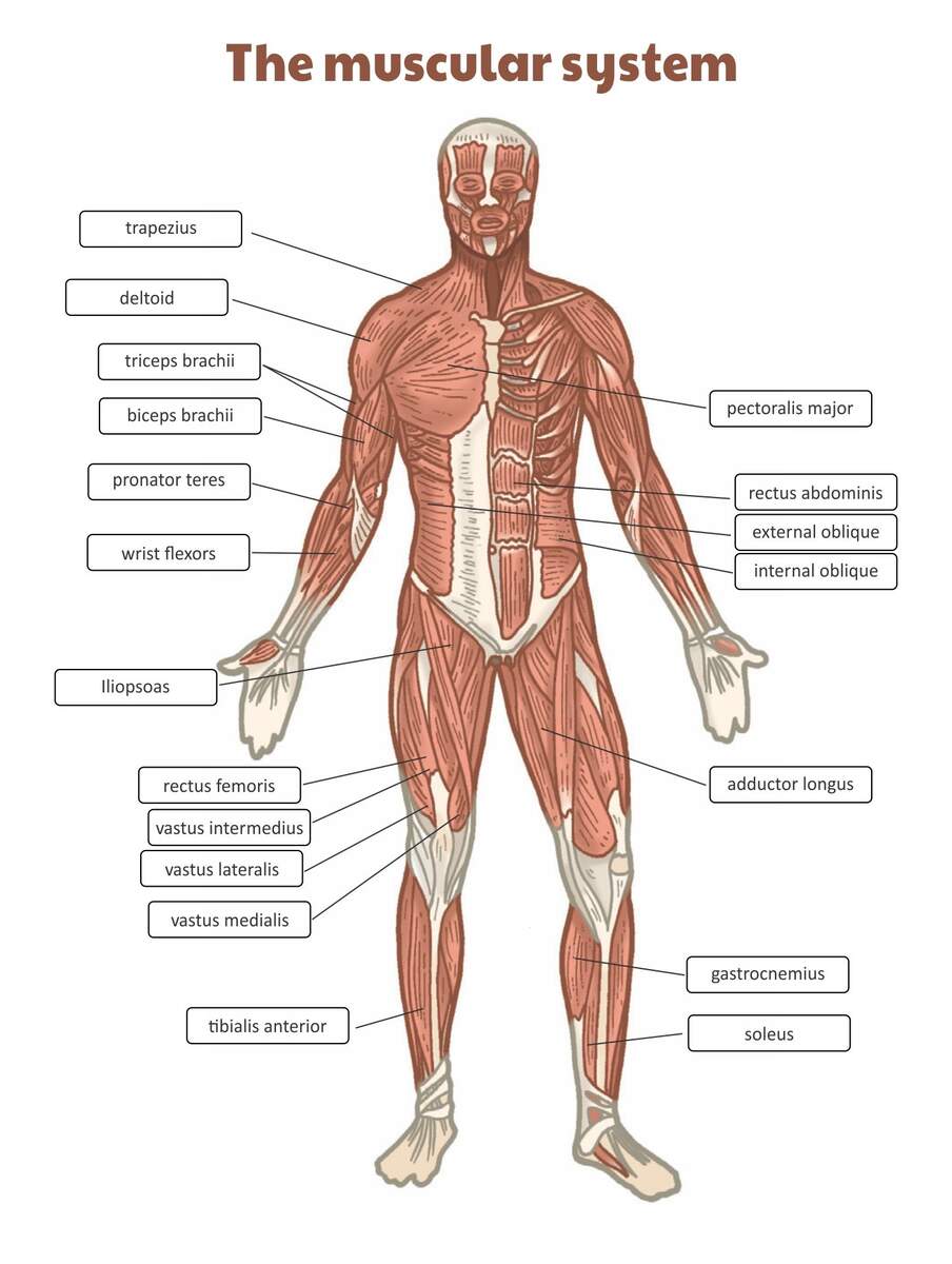 Worksheets Muscle Anatomy 10 Free PDF Printables Printablee Worksheets Muscle Anatomy 10 Free PDF Printables Printablee